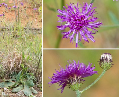 Vernonia acaulis