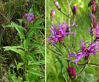 Vernonia angustifolia