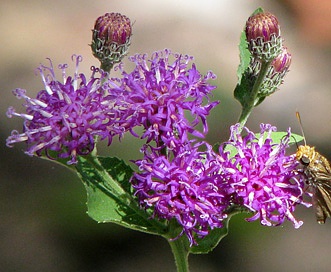 Vernonia baldwinii