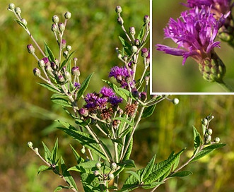 Vernonia missurica