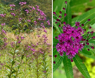 Vernonia noveboracensis