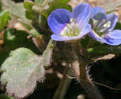 Veronica agrestis