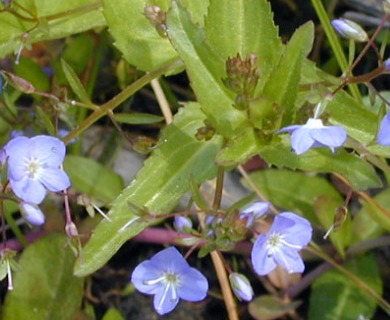 Veronica americana