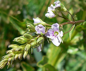 Veronica anagallis-aquatica