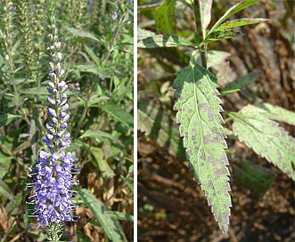 Veronica longifolia