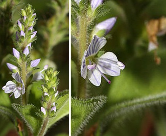 Veronica officinalis