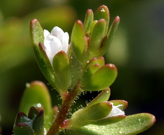 Veronica peregrina