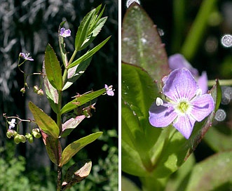 Veronica scutellata