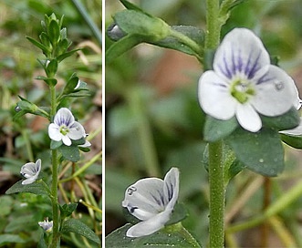 Veronica serpyllifolia