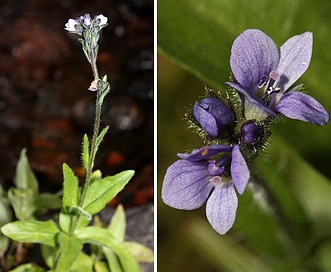 Veronica wormskjoldii