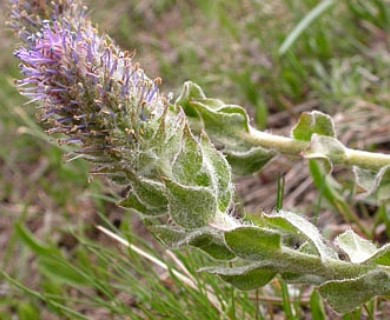 Veronica wyomingensis