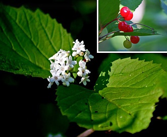 Viburnum edule