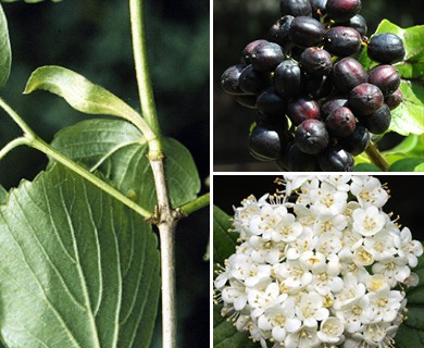 Viburnum ellipticum