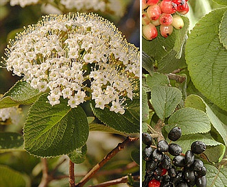 Viburnum lantana