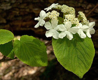 Viburnum lantanoides