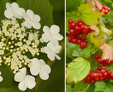 Viburnum opulus