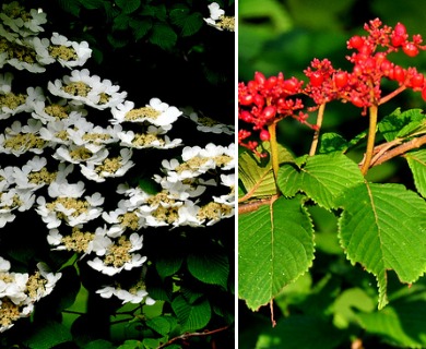 Viburnum plicatum