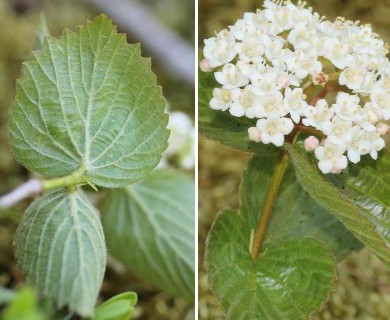 Viburnum rafinesqueanum