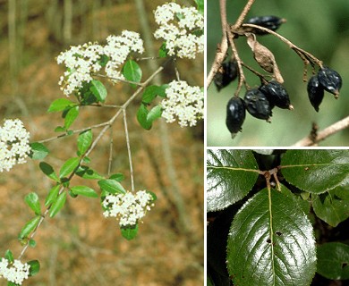 Viburnum rufidulum