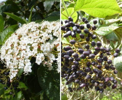 Viburnum tinus