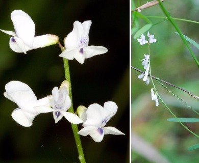 Vicia acutifolia