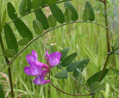 Vicia americana