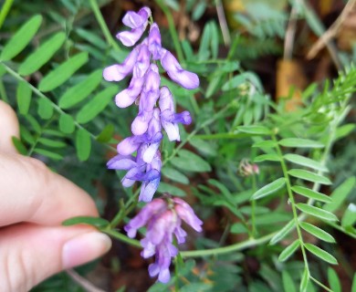 Vicia cracca