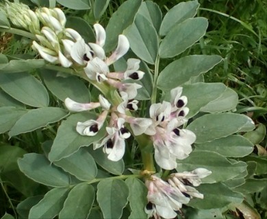 Vicia faba