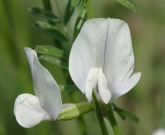 Vicia grandiflora