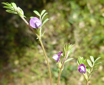 Vicia lathyroides