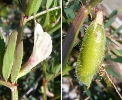 Vicia lutea