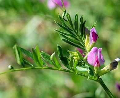 Vicia sativa