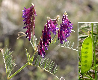 Vicia villosa