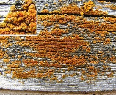 Villophora microphyllina