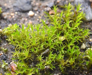 Vinealobryum nicholsonii