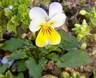 Viola arvensis