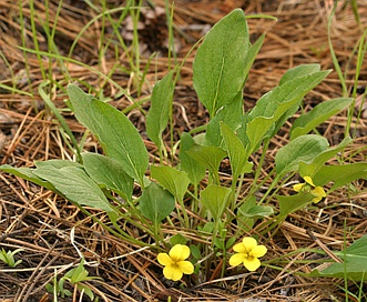 Viola bakeri