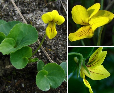 Viola biflora