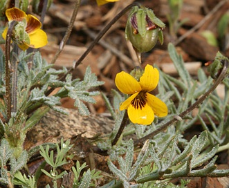 Viola douglasii