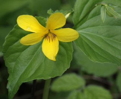 Viola glabella