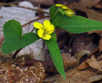 Viola hastata