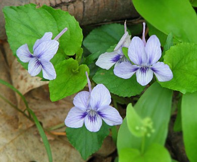 Viola labradorica