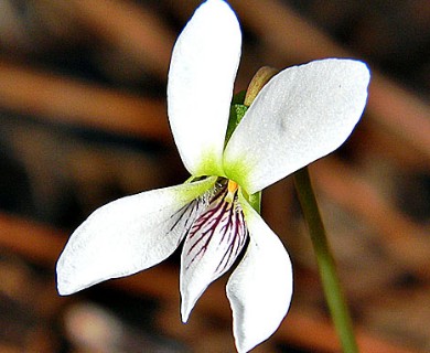 Viola lanceolata