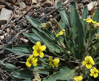 Viola nuttallii