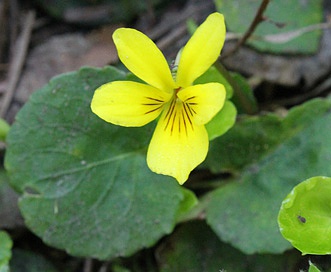 Viola orbiculata