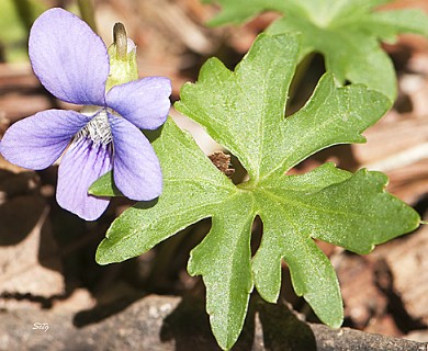 Viola palmata