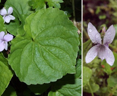 Viola palustris