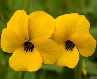 Viola pedunculata