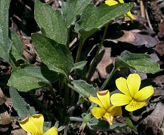 Viola pinetorum