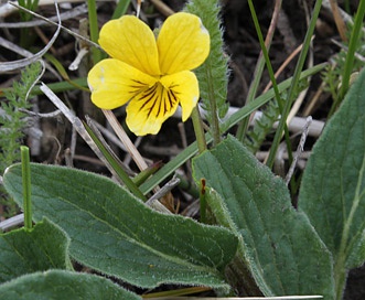 Viola praemorsa